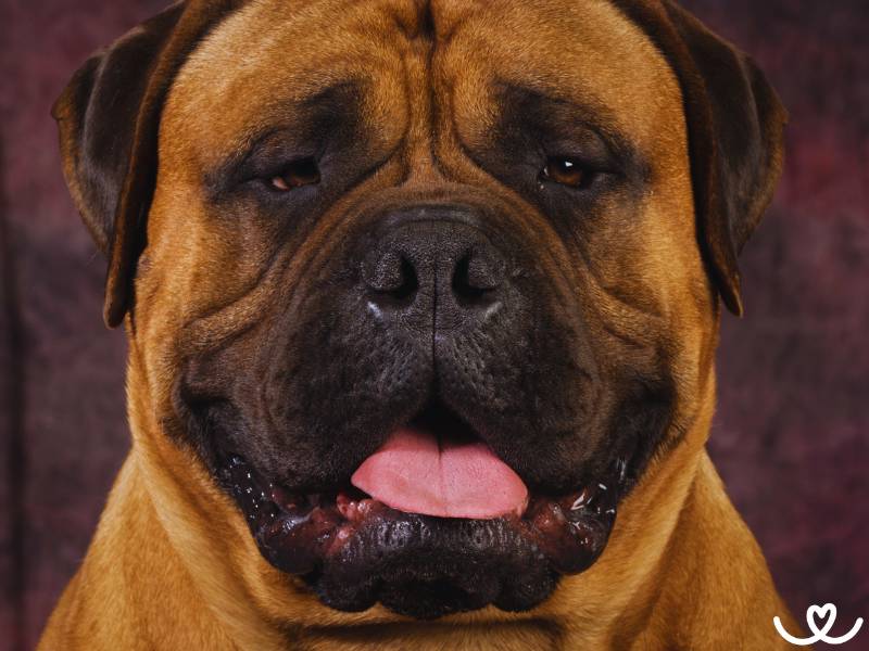 Psi-plemeno-bullmastiff (4)